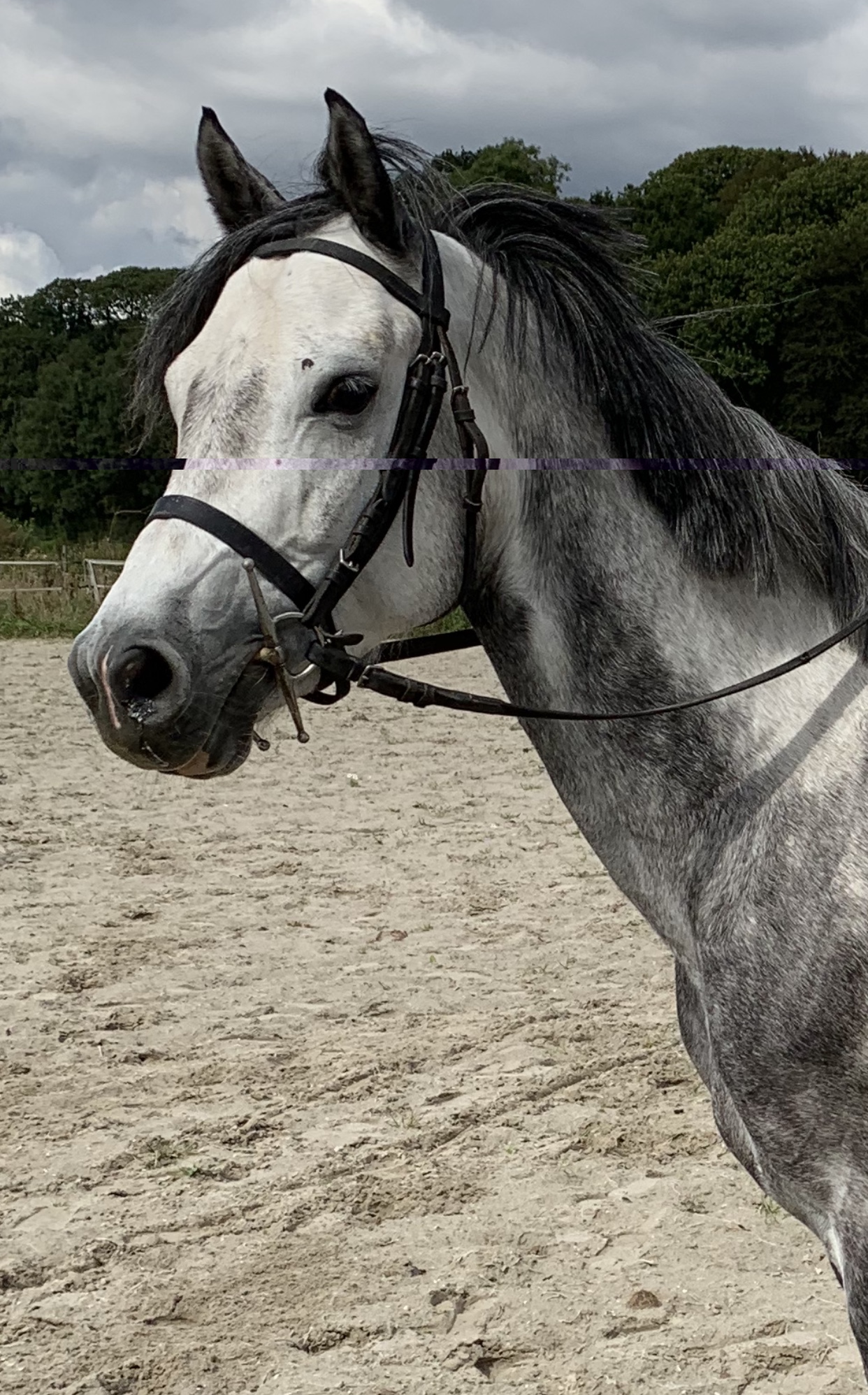 découvrez notre sélection de chevaux à vendre dans la région grand est. trouvez le cheval idéal pour vos besoins équestres parmi nos annonces de qualité.