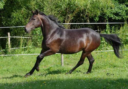 découvrez comment choisir un cheval adapté équipé d'une selle française pour allier confort et performance lors de vos séances d'équitation.