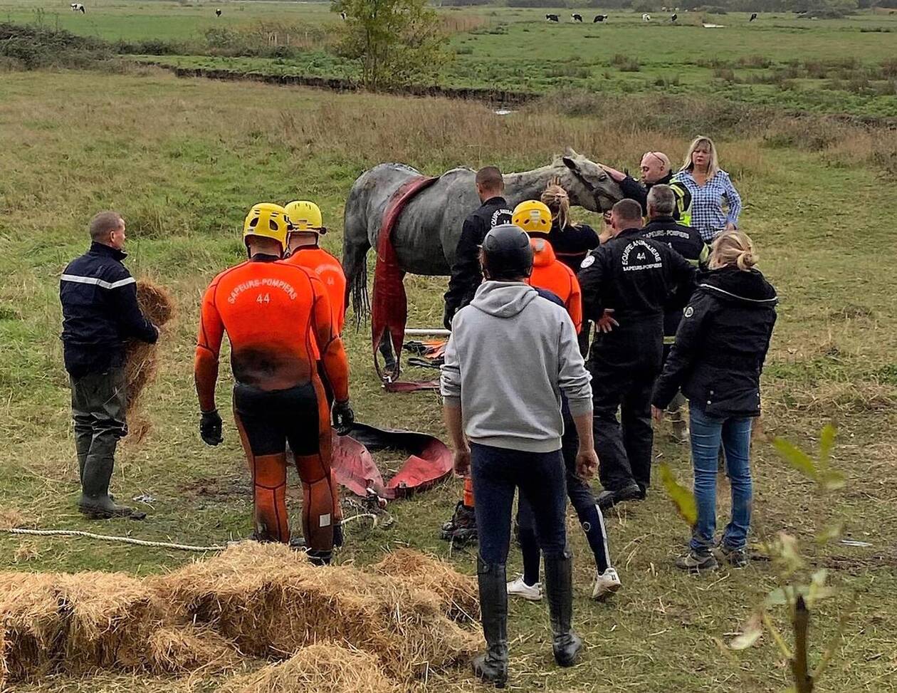 découvrez comment venir en aide à un cheval en détresse grâce à nos conseils pratiques et témoignages inspirants pour assurer son bien-être et sa sécurité.