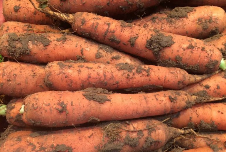 achetez des carottes pour chevaux en gros à prix avantageux. qualité garantie pour le bien-être de vos chevaux au meilleur tarif.