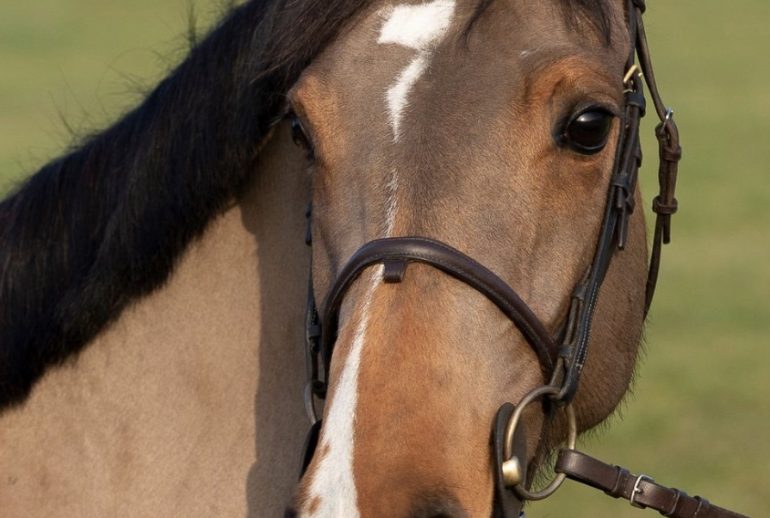 découvrez notre sélection de chevaux à vendre dans la région grand est. trouvez le cheval idéal pour toutes disciplines équestres, avec des annonces détaillées et des conseils d'experts.