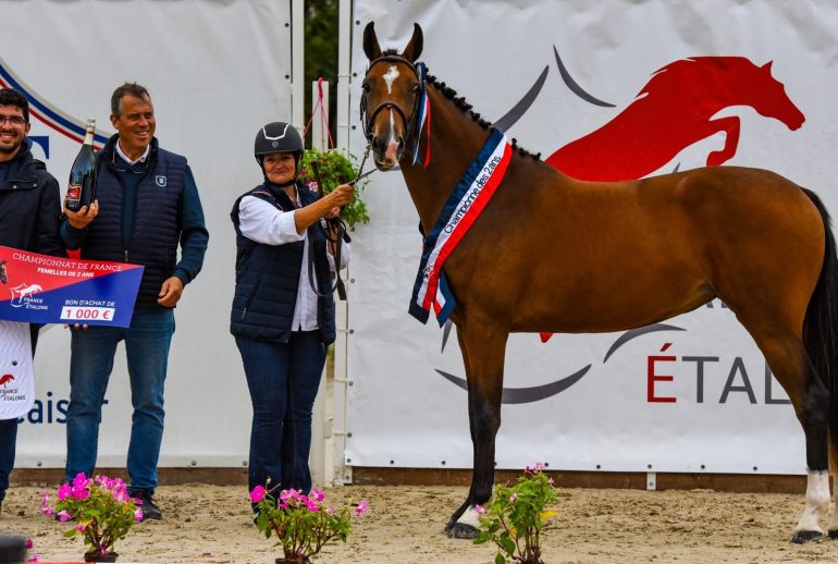 découvrez comment choisir le cheval idéal avec une selle française adaptée pour un confort et une performance optimaux en équitation.