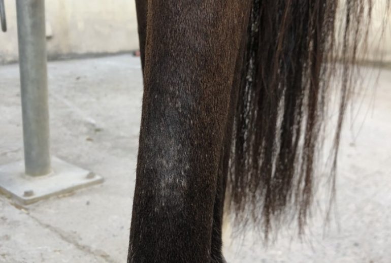 découvrez comment traiter la dermatophilose chez le cheval grâce aux huiles essentielles, des solutions naturelles pour apaiser et soigner les infections cutanées.